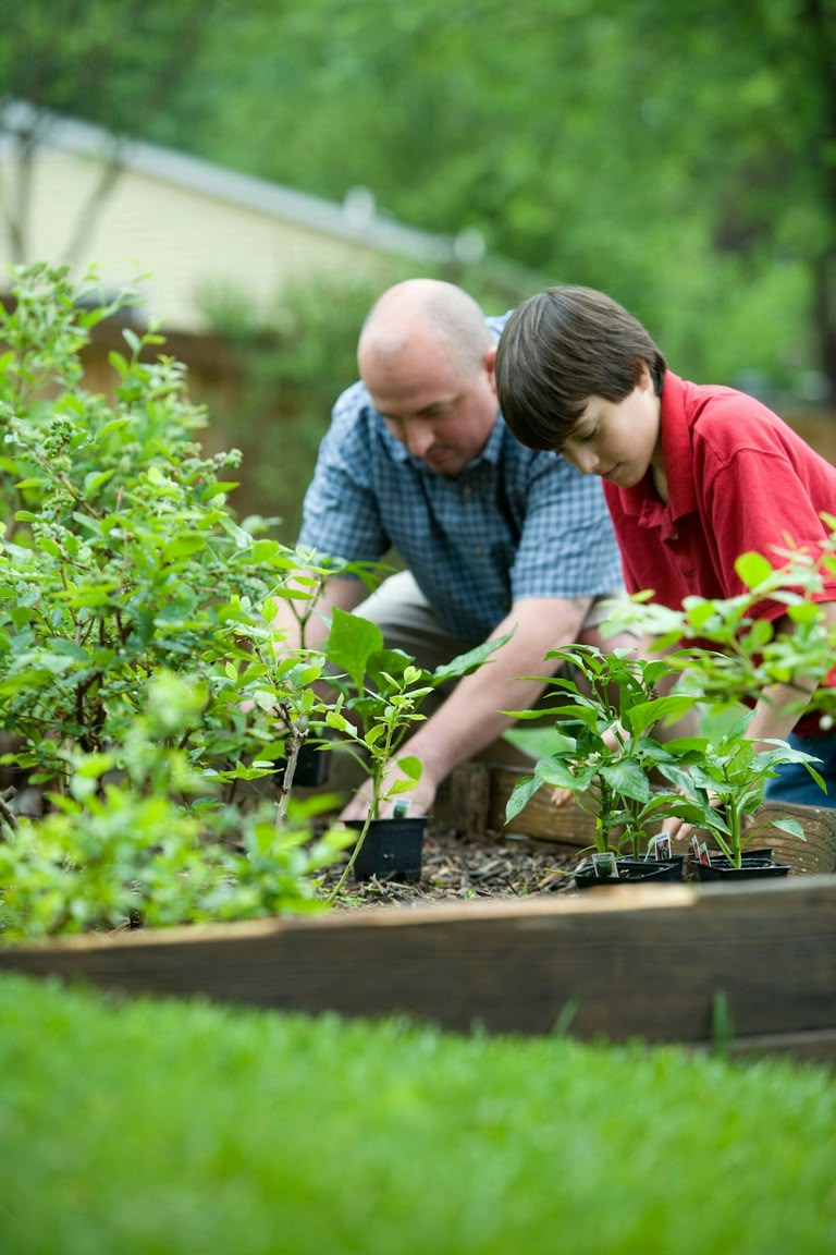 Grandparent and child planting seedlings in a raised bed