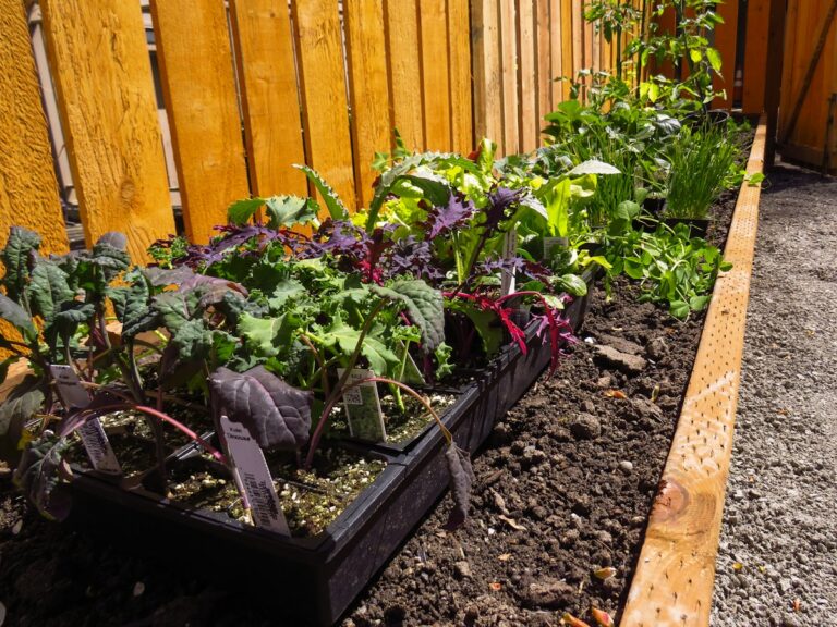 Raised beds built along a garden fence