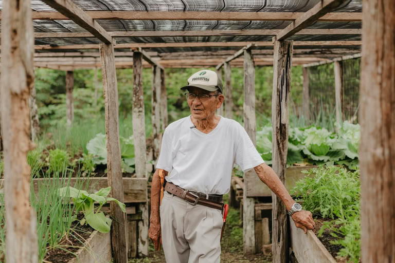 Older gardener among timber raised beds