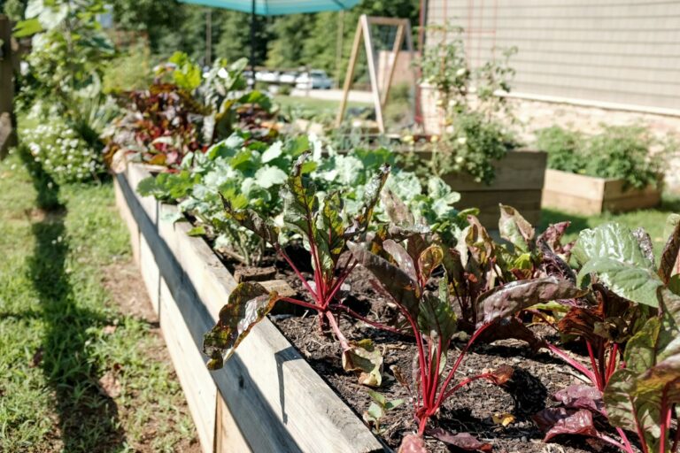 Timber raised bed growing beetroot and chard